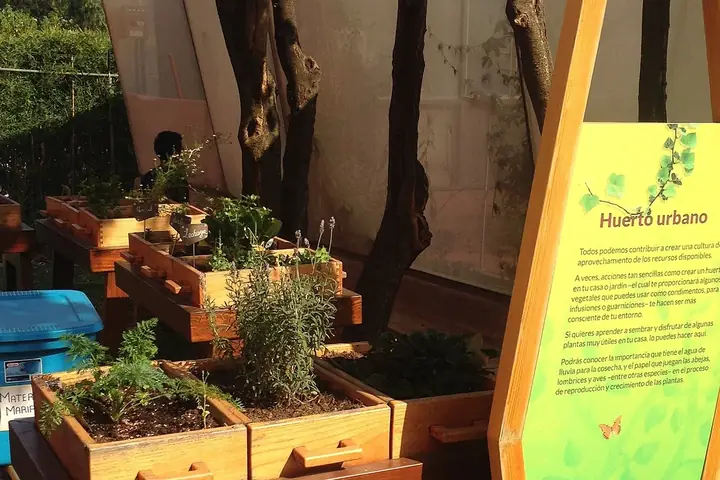Huerto urbano con verduras en espacio citadino mexicano