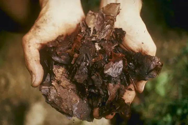 Compost casero con materia orgánica descompuesta