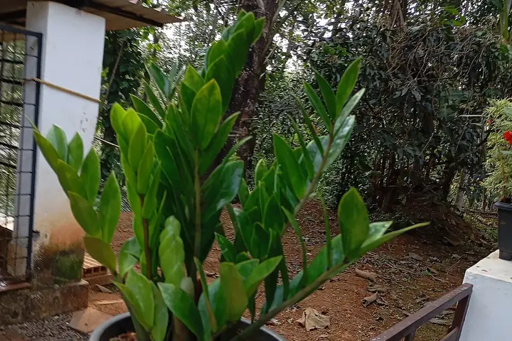 Plantas de interior que purifican el aire del hogar