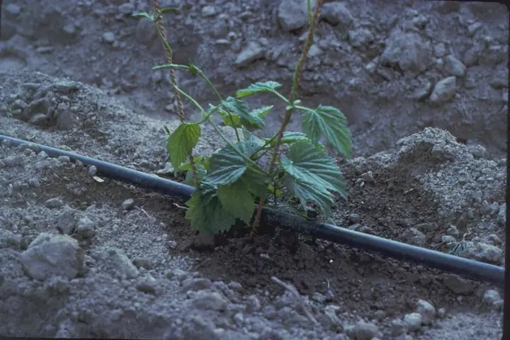 Riego por goteo en jardín durante época seca